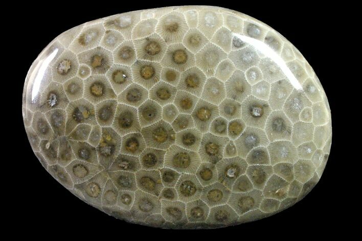 Polished Petoskey Stone (Fossil Coral) - Michigan #162066
